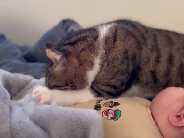 『赤ちゃんが好きすぎる猫』の愛情表現　「優しい世界」「これぞ平和」