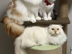 ４匹の愛猫の集合写真　撮影した１枚に「写真館で撮る家族写真みたい」