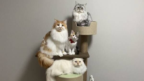 ４匹の愛猫の集合写真　撮影した１枚に「写真館で撮る家族写真みたい」