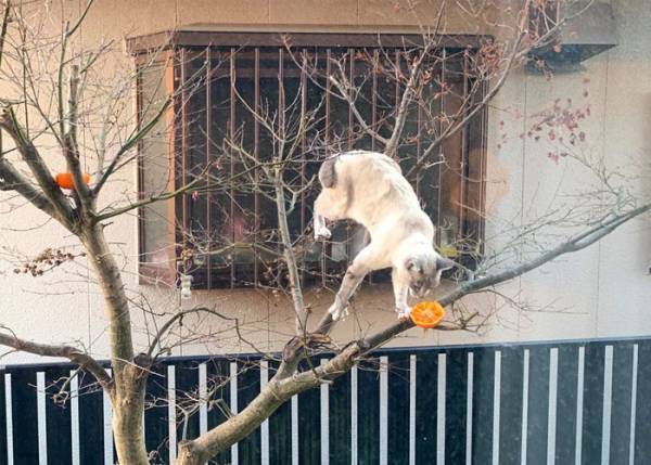 野鳥を期待し、ミカンを木に置いてみると　来た生き物が「意外すぎる！」