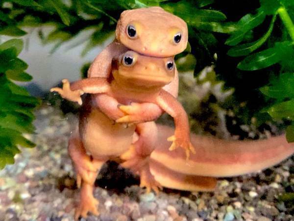 「１０年位飼育してきて、一番かわいい写真」　２匹のイモリの姿に１１万『いいね』