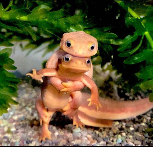 「１０年位飼育してきて、一番かわいい写真」　２匹のイモリの姿に１１万『いいね』