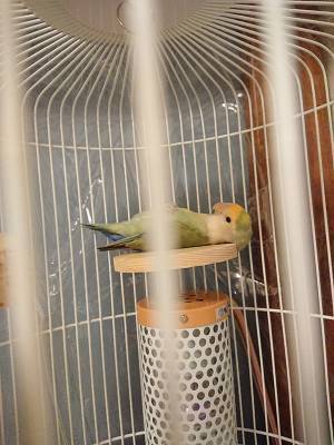 インコがいるケージを覗いたら？　まさかの姿に「めっちゃ笑った」「自分じゃん！」