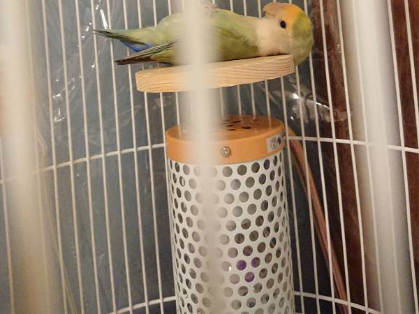 インコがいるケージを覗いたら？　まさかの姿に「めっちゃ笑った」「自分じゃん！」