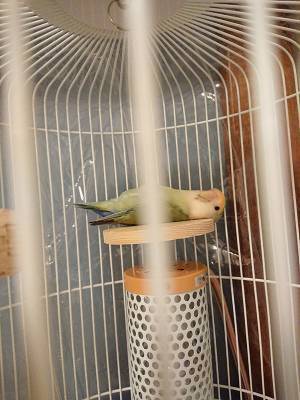 インコがいるケージを覗いたら？　まさかの姿に「めっちゃ笑った」「自分じゃん！」