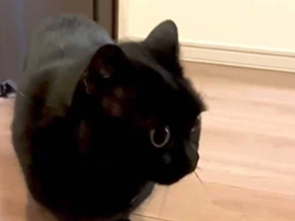 猫が口にくわえていたのは…？　「お利口すぎる」「かわいくて２０回見た」