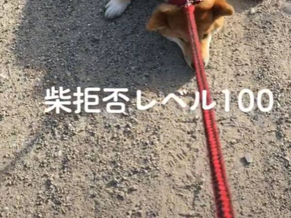 散歩に出かけた柴犬が…　拒否する姿に「アニメに出てきそうな光景」
