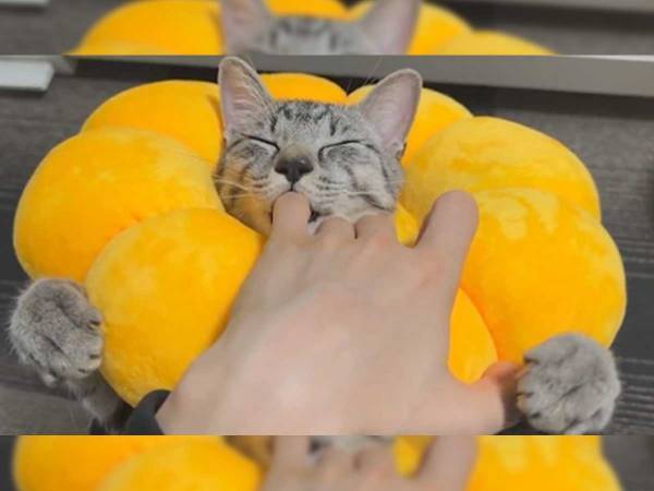 『世界平和みたいな動画です』　投稿された１本が、可愛すぎてとろけちゃう