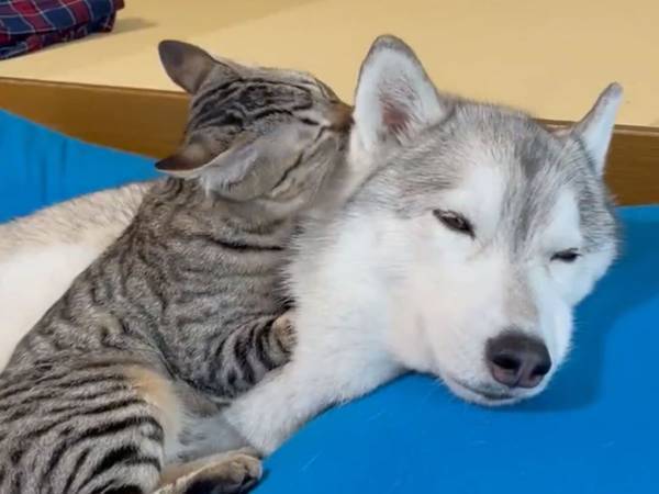 シベリアンハスキーと猫の動画に、癒される人が続出　「いい顔をしているなあ」