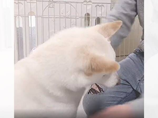 飼い主がなでようとすると…？　光の速さで立ち去る柴犬に「笑った」