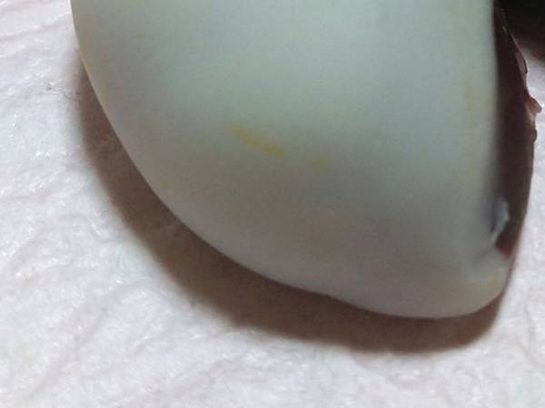 息子が授業中、粘土で作ったものに「リアルすぎる」「間違えて食べそう」