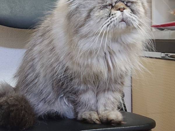 飼い主が構ってくれないと…？　しょんぼりしてしまう猫の表情にクスッ