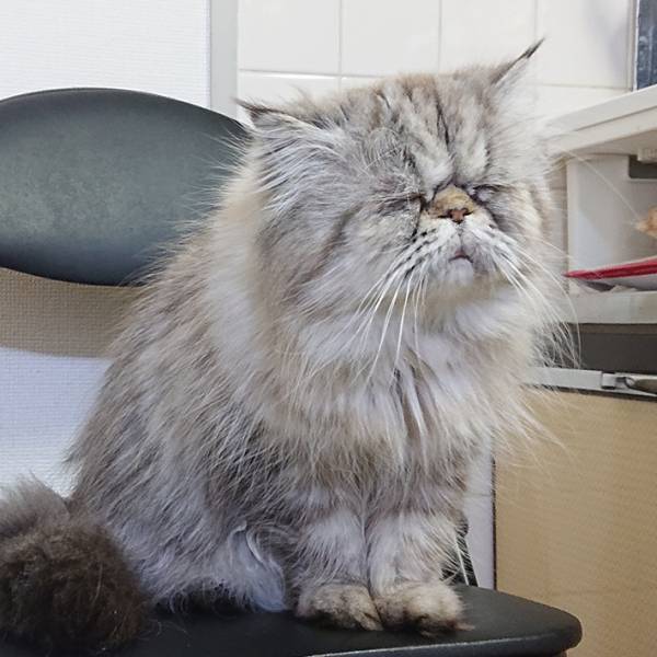 飼い主が構ってくれないと…？　しょんぼりしてしまう猫の表情にクスッ