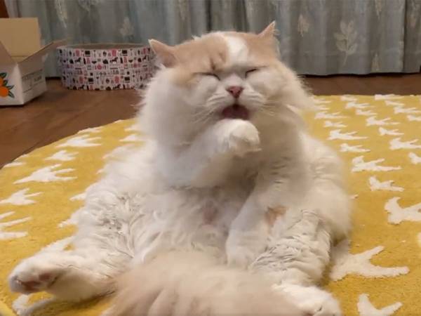 毛繕いをする猫　すると、数秒後…？　「これはたまらん」