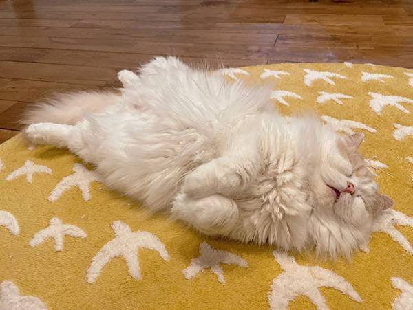 毛繕いをする猫　すると、数秒後…？　「これはたまらん」