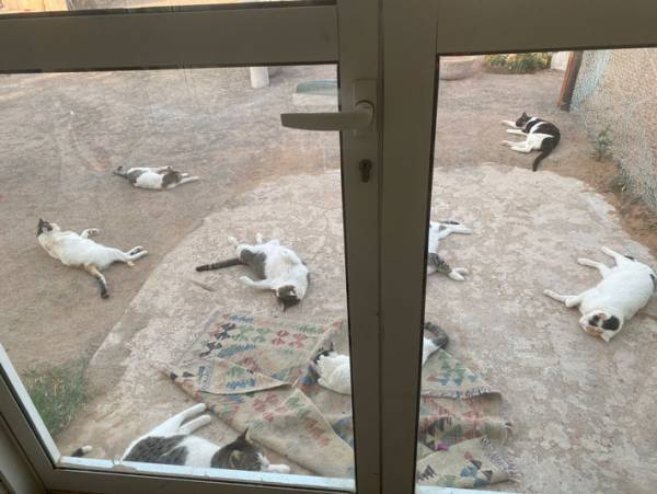 「一体何があった…」　夕飯前、窓の外を見ると猫たちが？