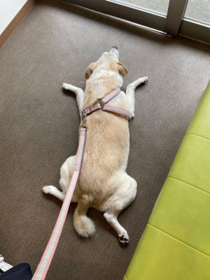 通行人も笑ってしまった犬の姿　動物病院の待合室で…？