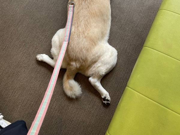 通行人も笑ってしまった犬の姿　動物病院の待合室で…？