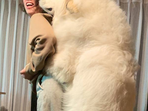 これが、子犬！？　飼い主と『背比べ』した写真に反響！