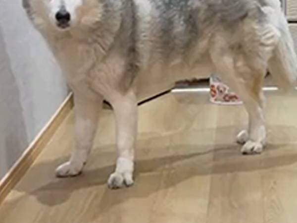 「スローでもう一度、ご覧ください」　真顔のシベリアンハスキーが…？