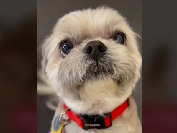 たくさんの犬の中で名前を呼ばれると？　犬たちのリアクションが最高だった