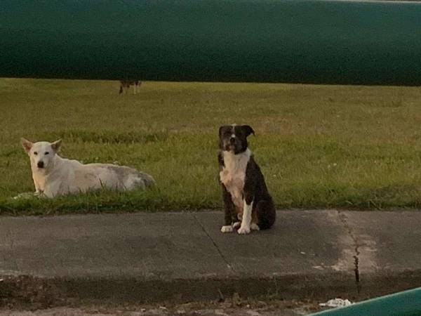 車にはねられて大ケガをした犬　その犬のそばを離れなかった『友達』に涙