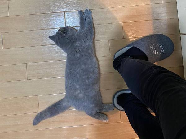 気付かずにいると、大変なことに！　料理中の飼い主のすぐ後ろには？