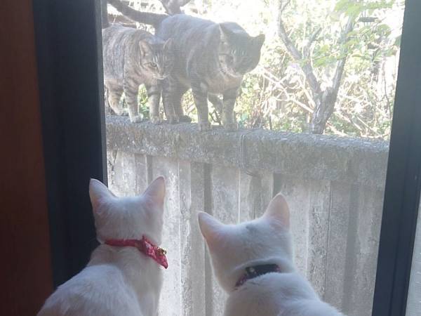 「オーラが圧倒的に違う」「立派な面構え」　ボス猫と白猫たちの対面に反響