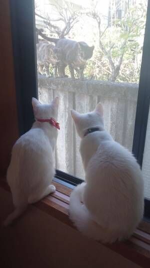 「オーラが圧倒的に違う」「立派な面構え」　ボス猫と白猫たちの対面に反響