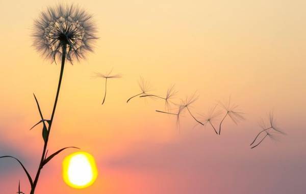 時代の変革期　風のように軽やかにしなやかに生きるためには