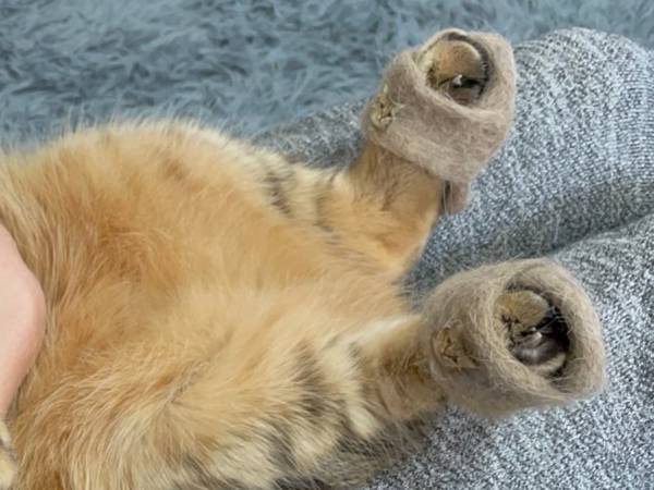 猫の後ろ脚をよく見ると…？　飼い主の発想に「天才か？」「かわいすぎて笑う」
