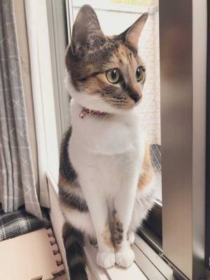 飼い主「おててが可愛いから見て」　公開された１枚に、１５万『いいね』！