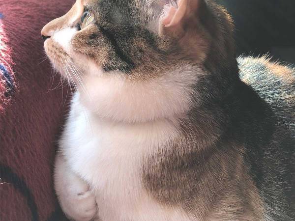 飼い主「おててが可愛いから見て」　公開された１枚に、１５万『いいね』！