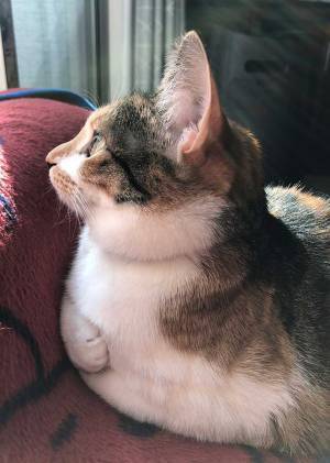 飼い主「おててが可愛いから見て」　公開された１枚に、１５万『いいね』！