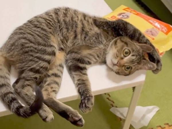 大雨の中で保護された子猫　７か月後の姿に、飼い主が驚いたワケは？