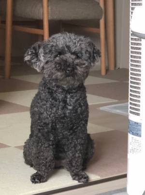 まるでぬいぐるみ…！　トイプードル、夏と冬で「こんなに変わるのか！」