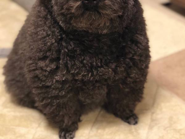 まるでぬいぐるみ…！　トイプードル、夏と冬で「こんなに変わるのか！」