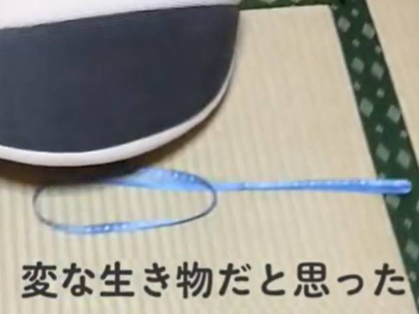 部屋の中を動く謎の物体　正体に「違和感がない」「目を疑った…」