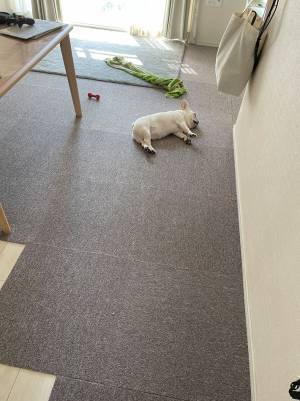 自宅の床に『落ちて』いたのは？　「かわいすぎて笑った」「置物みたい」