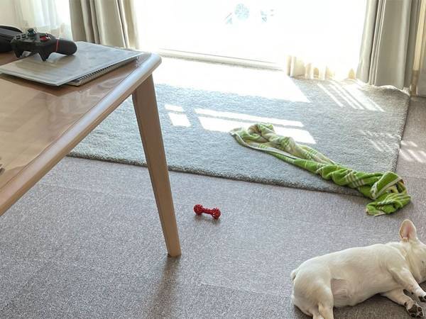 自宅の床に『落ちて』いたのは？　「かわいすぎて笑った」「置物みたい」