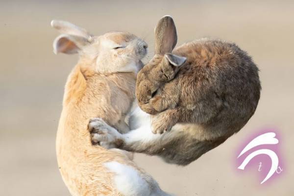 「初めて見た」「熱い戦い」　ウサギの『空中戦』に世界が熱狂