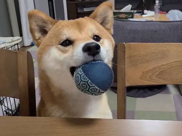 ボールをくわえた柴犬　３秒の動画に、メロメロになる人が続出