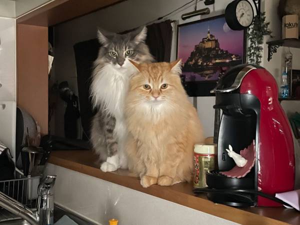 「寝坊した時、遅刻や取引先から電話が来ることよりも怖い」　その理由が…こちら