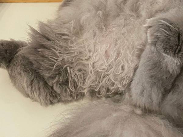 見事な三角形！その姿はまるで…　猫の寝姿に飼い主もツッコミ