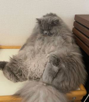 見事な三角形！その姿はまるで…　猫の寝姿に飼い主もツッコミ