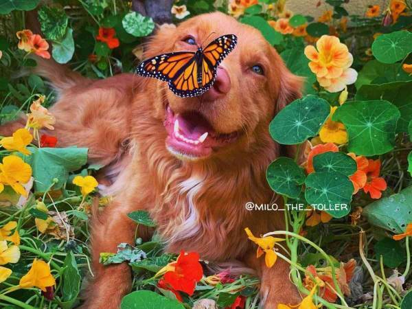 まるでディズニー映画の世界　チョウと仲よしの犬が　「天使のよう」