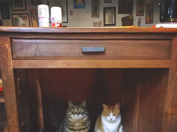 飼い主「見習いたい…」　地震発生時の、猫たちの行動が完璧すぎた