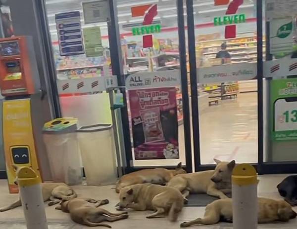 コンビニに入ろうとすると？　「すごい数！」「田舎のヤンキーみたいで笑う」