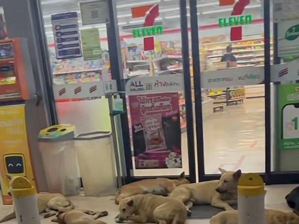 コンビニに入ろうとすると？　「すごい数！」「田舎のヤンキーみたいで笑う」