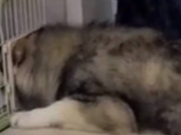 犬が入ろうとしていた場所に「１０分の１しか入ってない…」「さすがに無理」